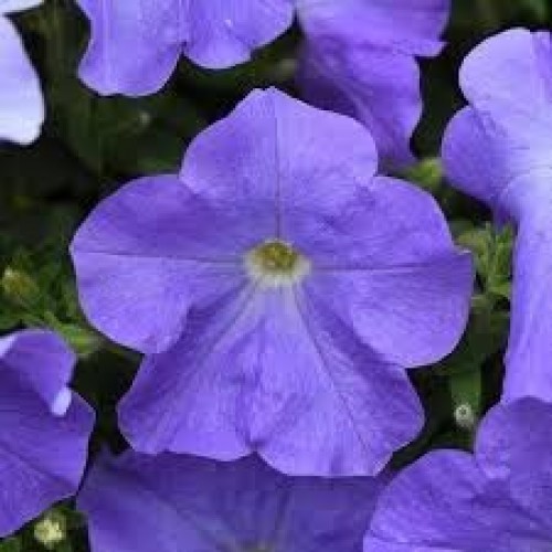 410 - Sky Blue Petunia