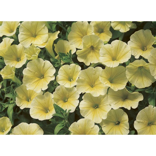 413 - Yellow Wave Petunia