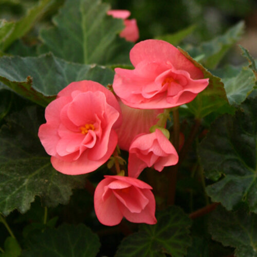 425 - Pink Tuberous Begonia