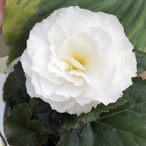 431 - White Tuberous Begonia