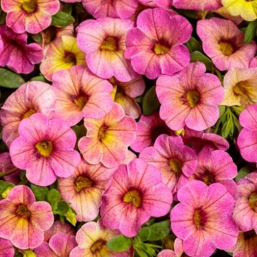432 - Magic Pink Lemonade Superbells Calibrachoa