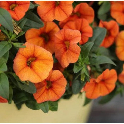 433 - Dreamsicle Superbells Calibrachoa