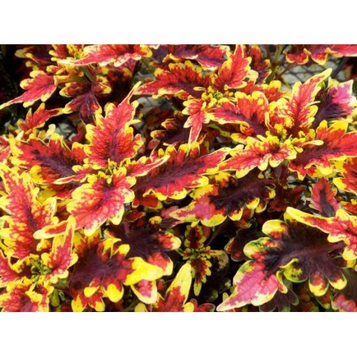 434 - Stained Glassworks Golden Gate Coleus