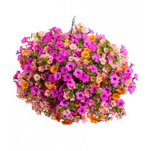 HB13 - Tropical Sorbet Hanging Basket