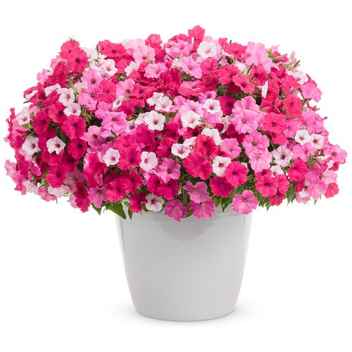 HB14 - Above & Beyond Hanging Basket