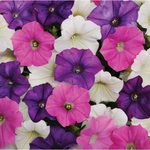 W9 - Pink, Blue, White Wave Petunia Hanging Basket